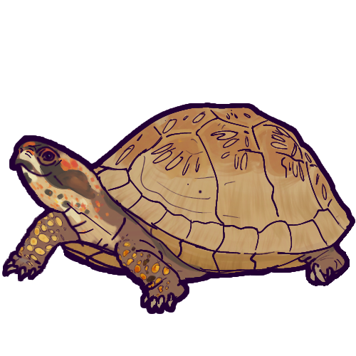 three-toed box turtle