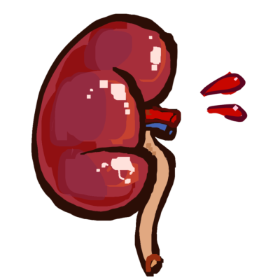 kidney