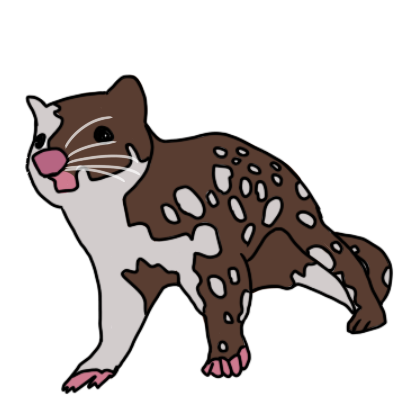 quoll