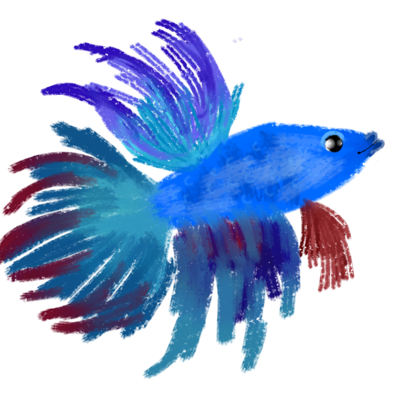 betta fish