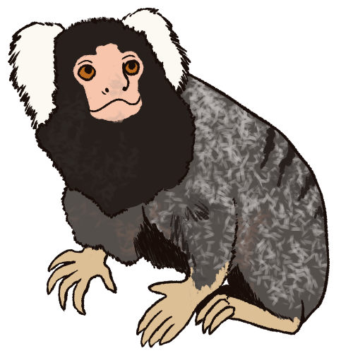 common marmoset