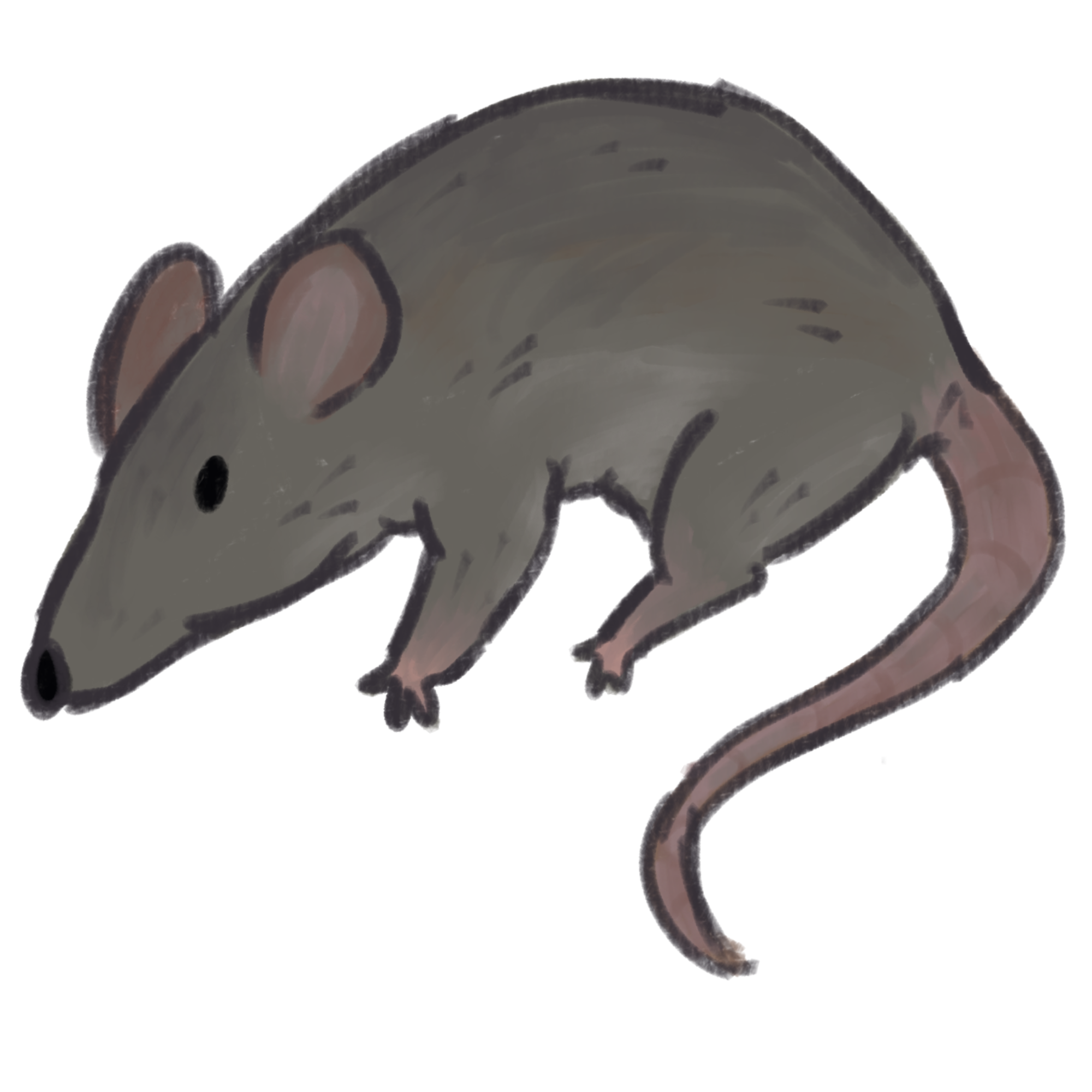 wild rat