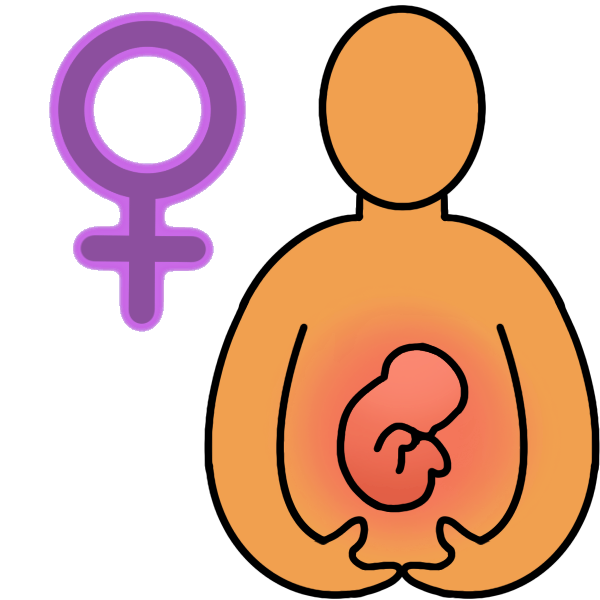 female pregnancy