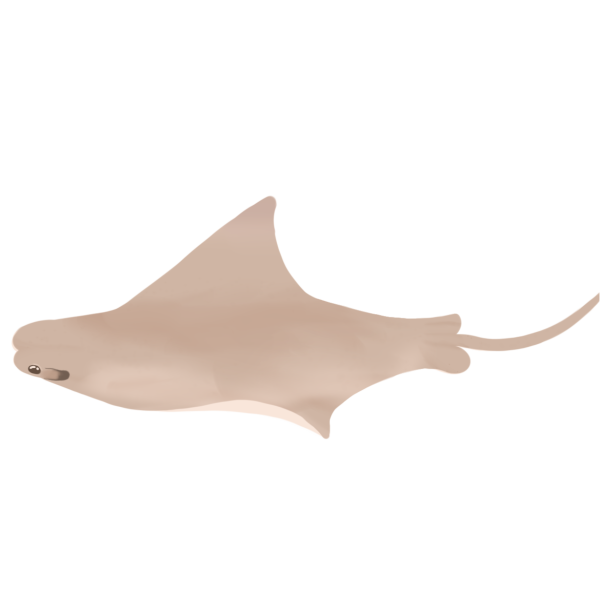 stingray