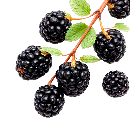 blackberry