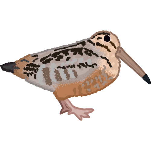 American woodcock