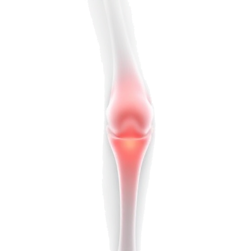 knee joint