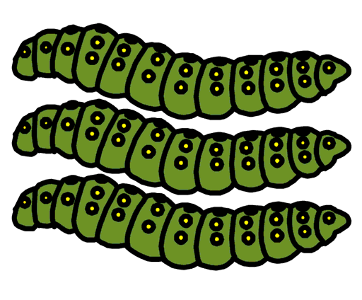caterpillars