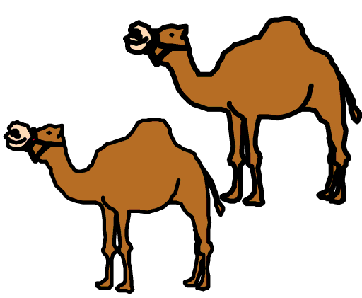 camels