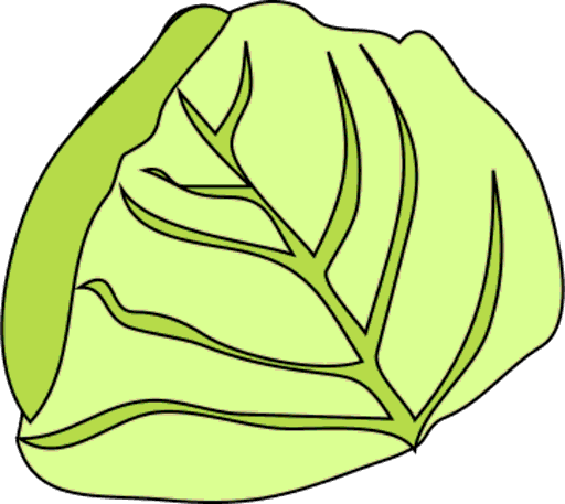 cabbage