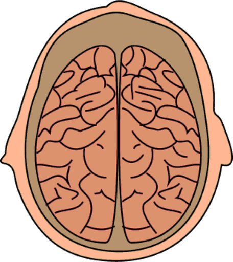 brain