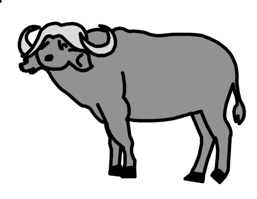 buffalo