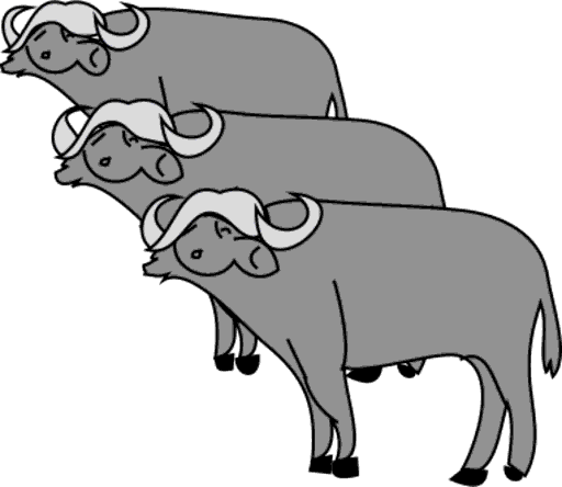 buffalos