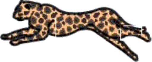 cheetah