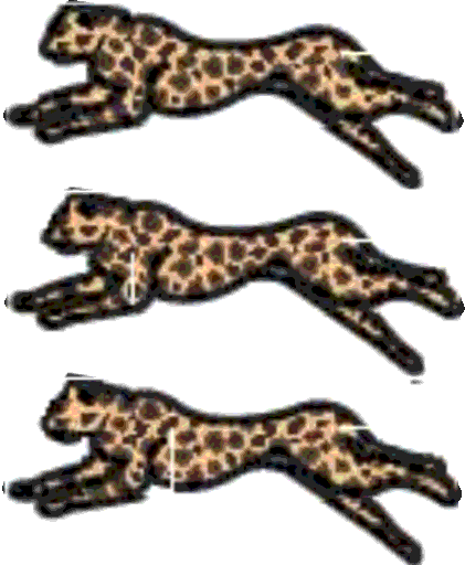 cheetahs