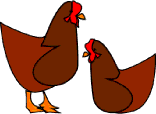 chicken