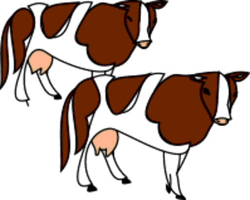 cows