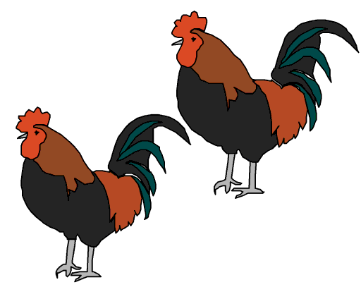 cocks