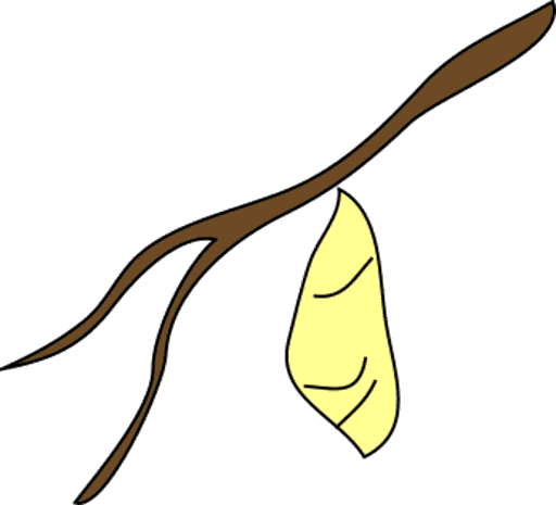 cocoon