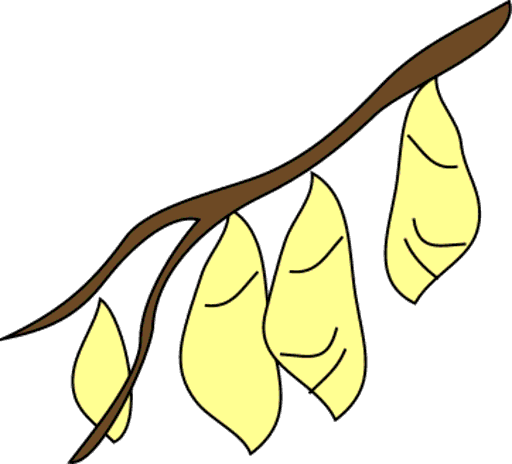 cocoons
