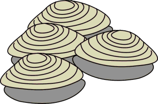 clams