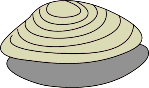clam