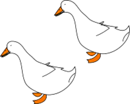 ducks