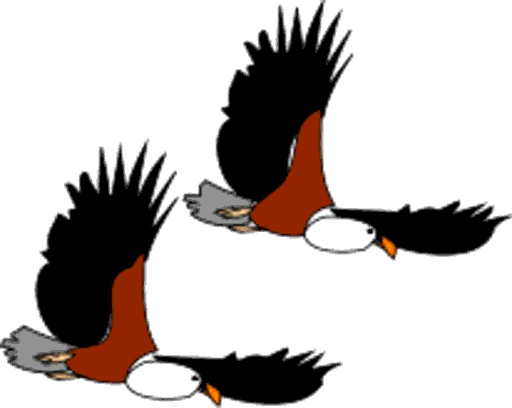 eagles