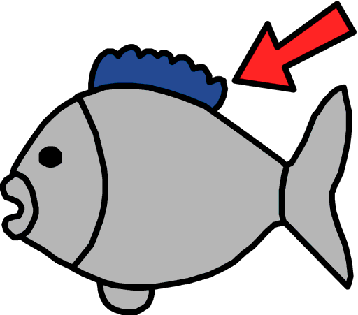 fin
