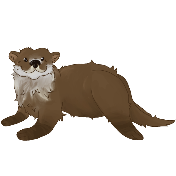 sea otter