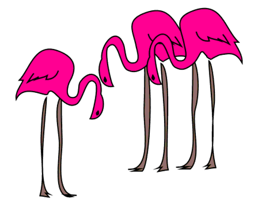 flamingos