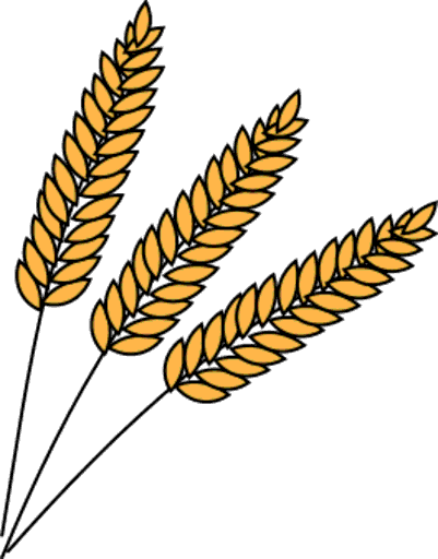 wheat