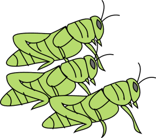 grasshoppers