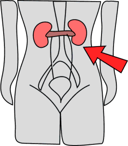 kidneys