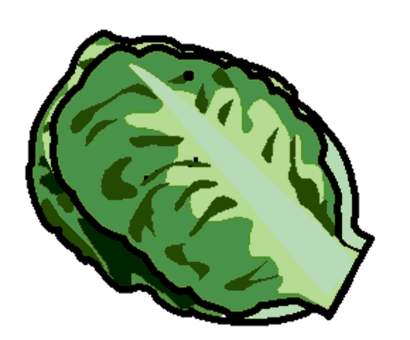 lettuce