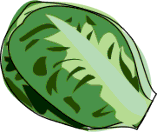 cos lettuce