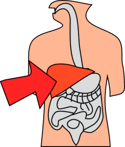 liver