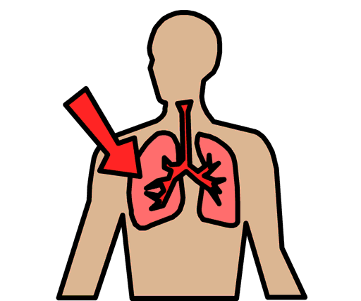 lungs
