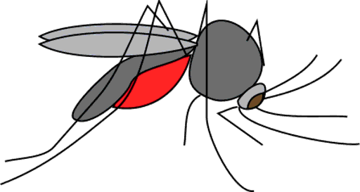 mosquito