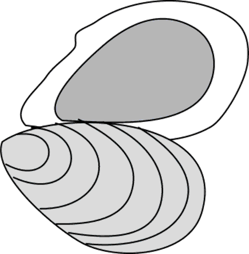 oyster