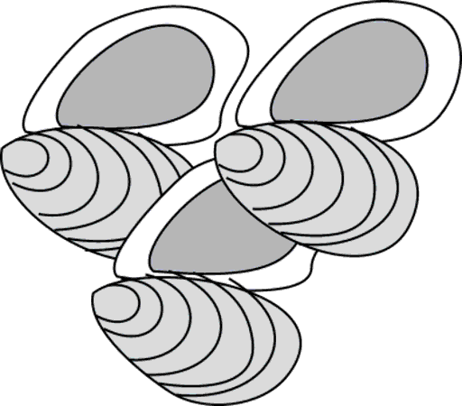 oysters