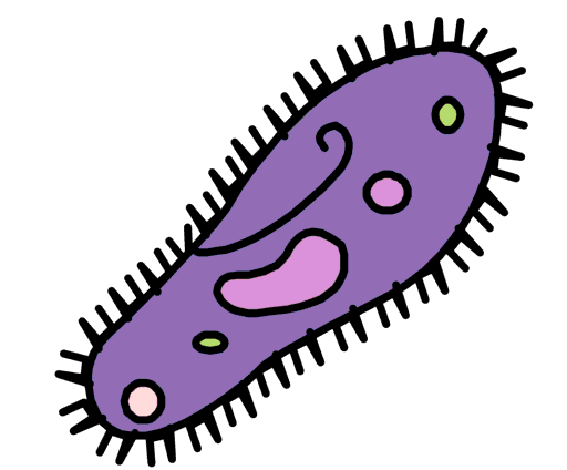 paramecium