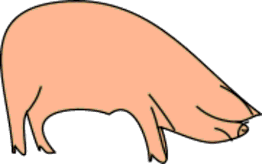 pig