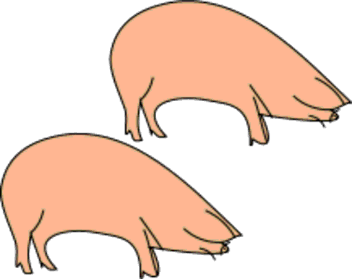 pigs