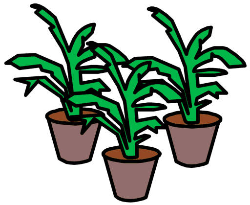 plants