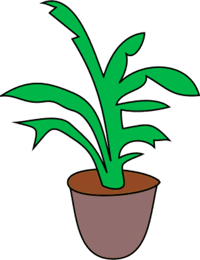 plant