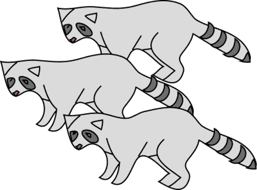 raccoons