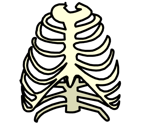 ribs