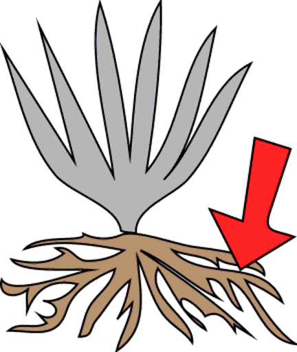 roots
