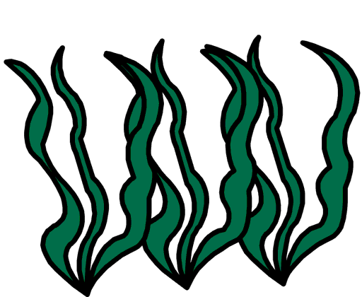 seaweed